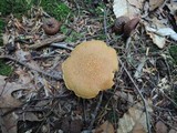 Boletus roxanae image