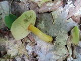 Boletus roxanae image