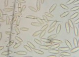 Phylloporus bellus image