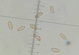 Tylopilus virens image