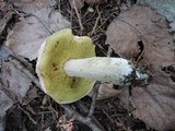 Boletus chippewaensis image