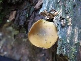 Callistosporium luteo-olivaceum image