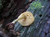 Callistosporium luteo-olivaceum image