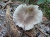 Amanita farinosa image