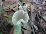 Amanita farinosa image