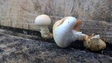 Hemipholiota populnea image