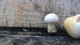 Hemipholiota populnea image