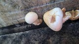 Hemipholiota populnea image