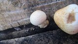 Hemipholiota populnea image