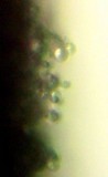 Helminthosphaeria clavariarum image