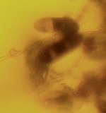 Helminthosphaeria clavariarum image