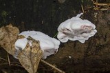 Leptoporus mollis image