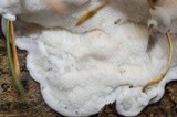 Leptoporus mollis image