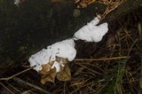 Leptoporus mollis image