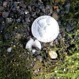 Leucocoprinus brebissonii image