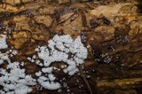 Ceratiomyxa fruticulosa var. fruticulosa image