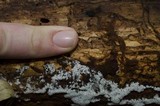 Ceratiomyxa fruticulosa var. fruticulosa image