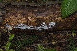 Ceratiomyxa fruticulosa var. fruticulosa image