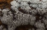 Ceratiomyxa fruticulosa var. fruticulosa image