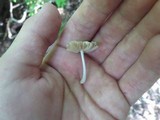 Bolbitius reticulatus image