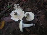 Hygrocybe angustifolia image