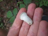 Hygrocybe angustifolia image