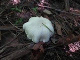 Hygrocybe angustifolia image