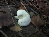 Hygrocybe angustifolia image