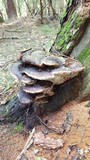 Fomitopsis mounceae image