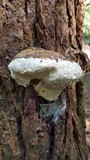 Fomitopsis ochracea image