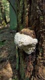 Fomitopsis ochracea image