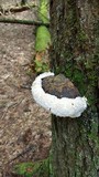Fomitopsis ochracea image