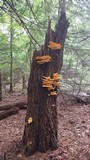 Laetiporus huroniensis image