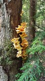 Laetiporus huroniensis image