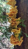 Laetiporus huroniensis image