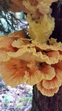 Laetiporus huroniensis image