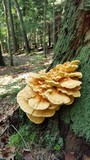 Laetiporus huroniensis image