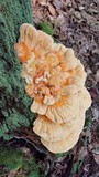 Laetiporus huroniensis image