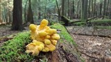 Laetiporus huroniensis image