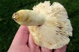 Russula pulverulenta image