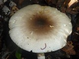Amanita sect. Vaginatae image