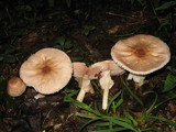 Agaricus placomyces image