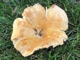 Lactarius psammicola image