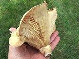 Lactarius psammicola image