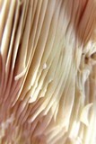 Lactarius psammicola image