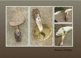 Boletus pallidus image