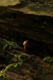 Ophiocordyceps variabilis image