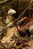 Entoloma alboumbonatum image