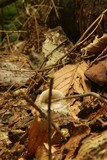 Entoloma alboumbonatum image