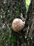 Volvariella bombycina image